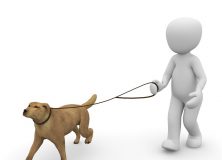 EL AYUNTAMIENTO RECUERDA LAS OBLIGACIONES DE LOS DUEÑOS DE LOS PERROS